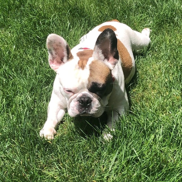 Meet your Posher, Lauren - Picture 4 of 10